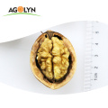 China Food Use and Carton Packaging Walnut Inshell Price
